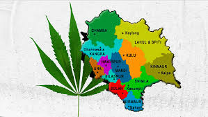 

    "Cannabis Cultivation in India 2025: Legal Insights and Growing Opportunities"

    "How Controlled Cannabis Farming is Taking Root in India’s States"

    "Navigating Cannabis Laws and Cultivation Challenges in India Today"

    "The Green Revolution: Hemp Cultivation and Sustainability in India"

    "Understanding India’s Cannabis Legal Framework: What Farmers Need to Know"
