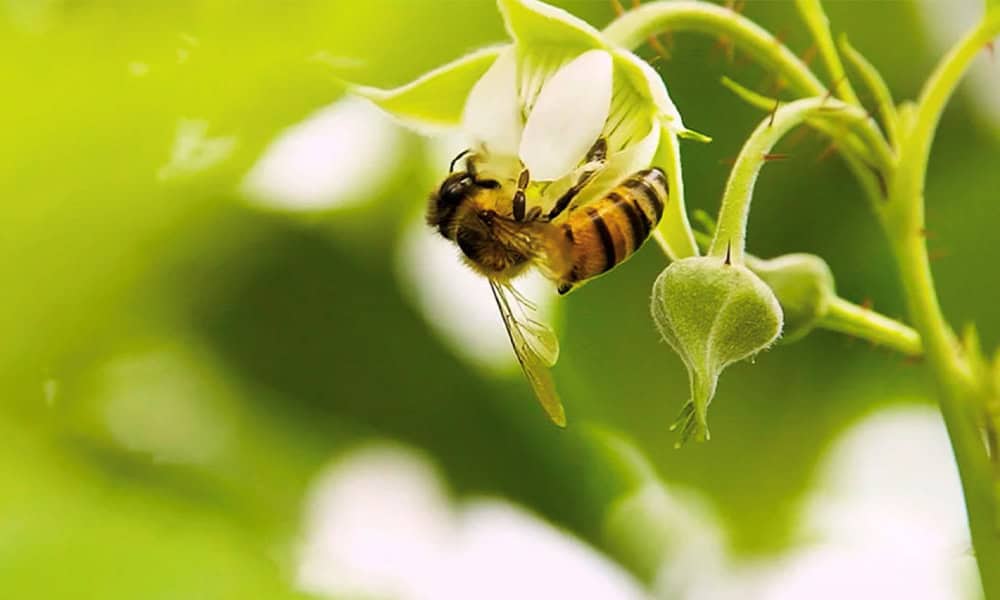 Costa Rica's Gradual Ban on Bee-Killing Pesticide: A Step Towards Sustainable Agriculture