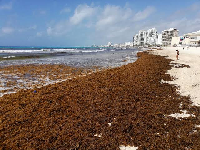 India's Renewable Energy Sector Gets a Boost: Lessons from Mexico's Sargassum Utilization Project