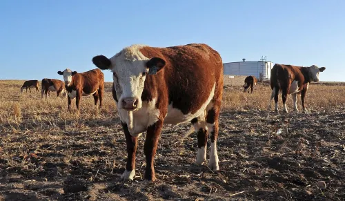 New Foot-and-Mouth Disease Rules to Protect South Africa's Livestock Sector